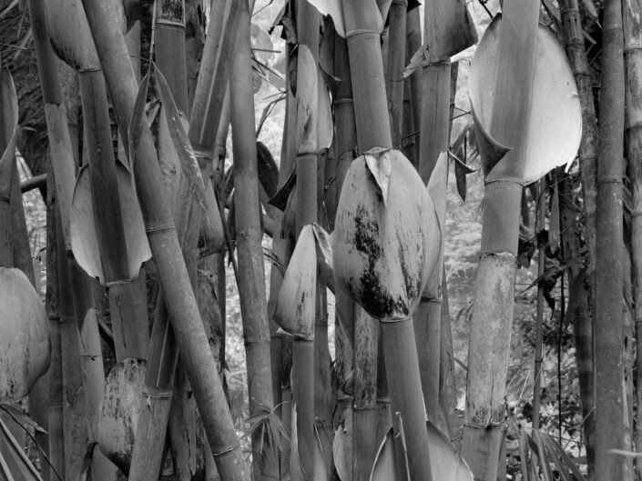 Bambus schwarz weiß Fotografie auf Bali