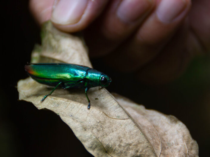 Leuchtend grüner Käfer auf Bali