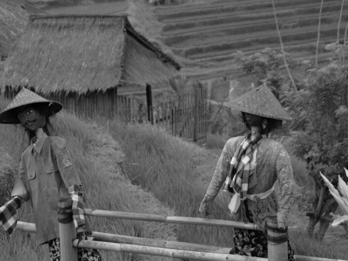 Reisfelder von Tegalalang